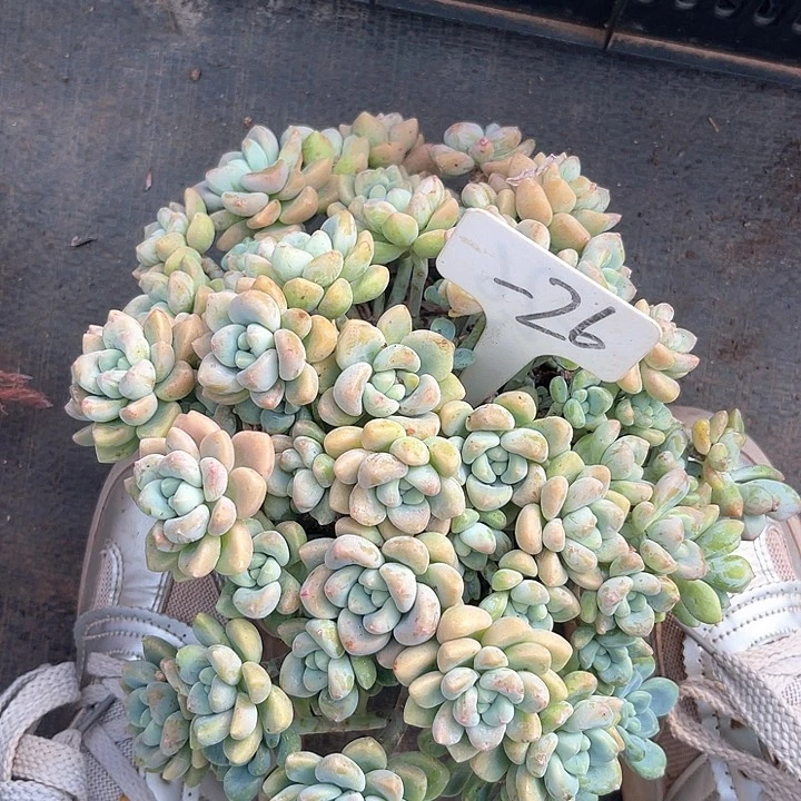 晨语肉肉，一物一拍26