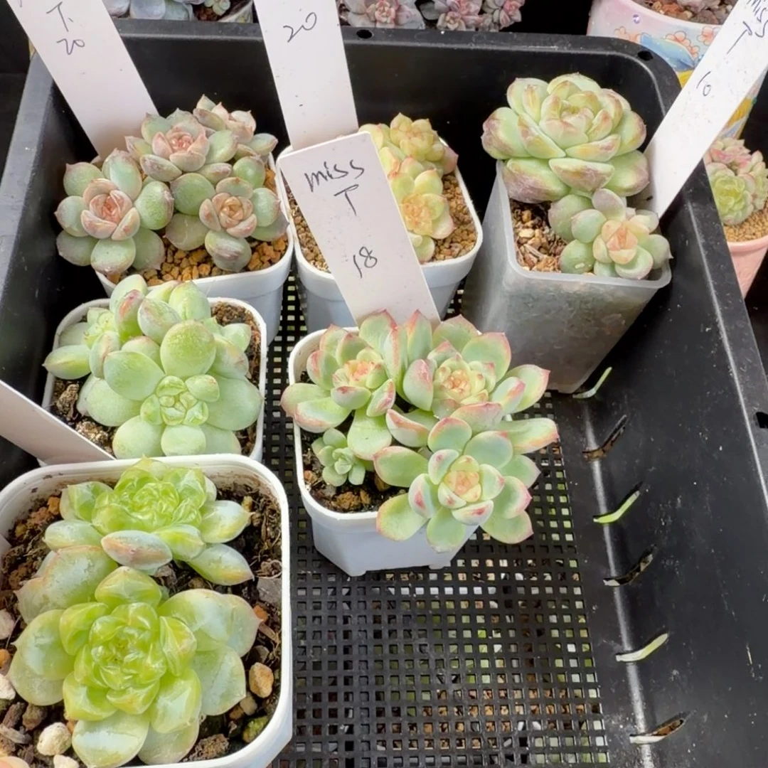 m***Tmiss t六科一组包邮