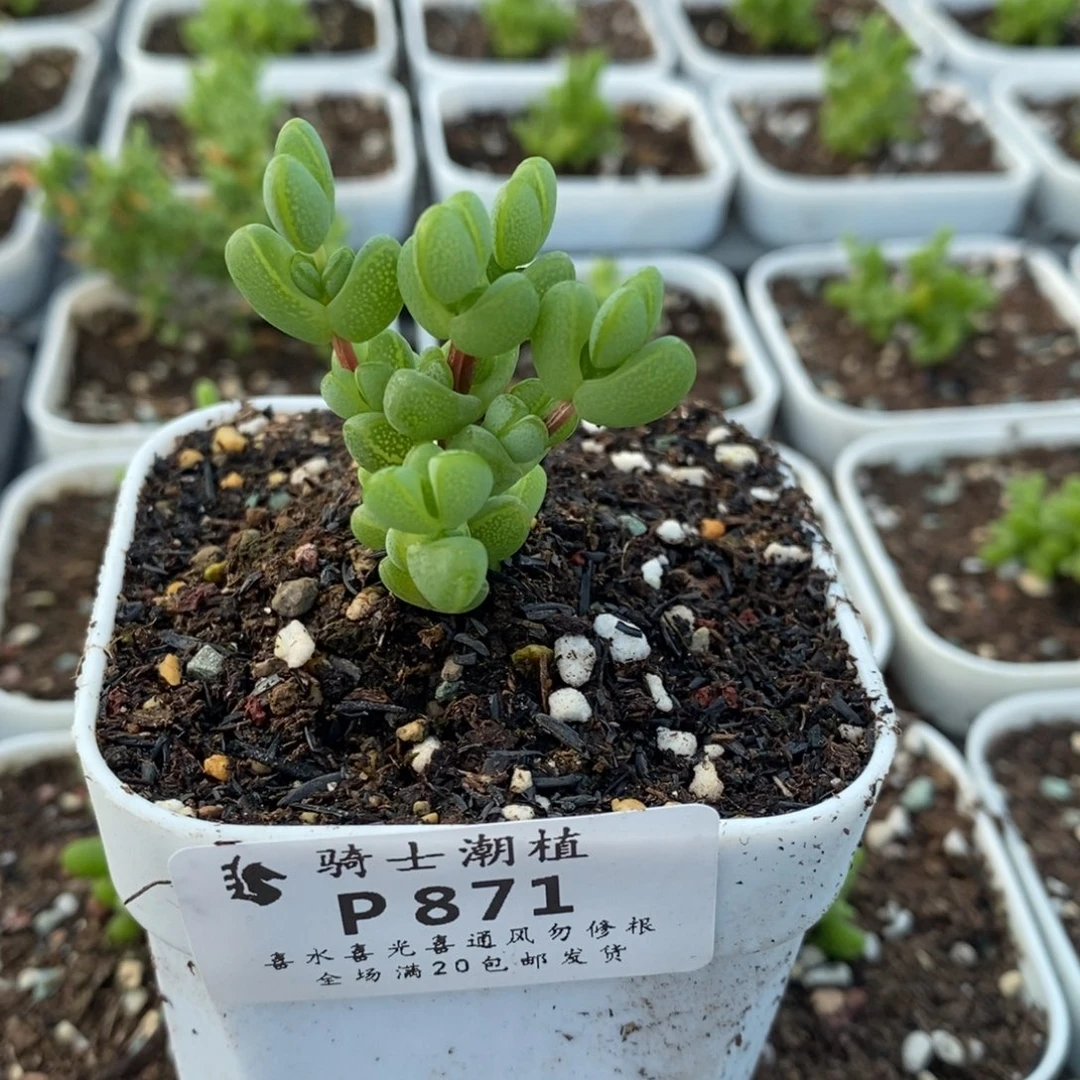 871元宝枝干番杏