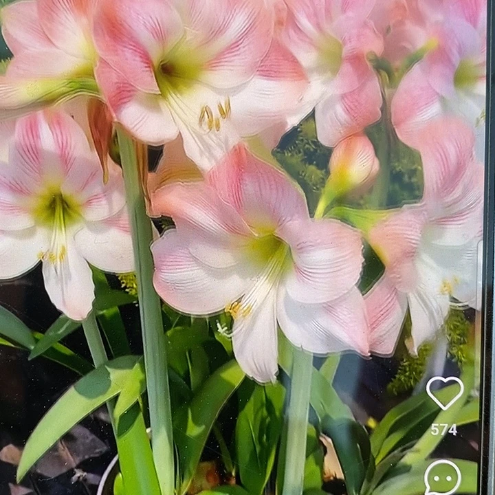 苹果花6厘米朱顶红
