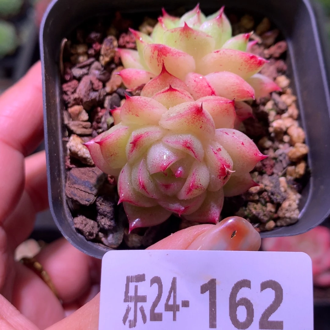 乐然24-162 麦秆双头