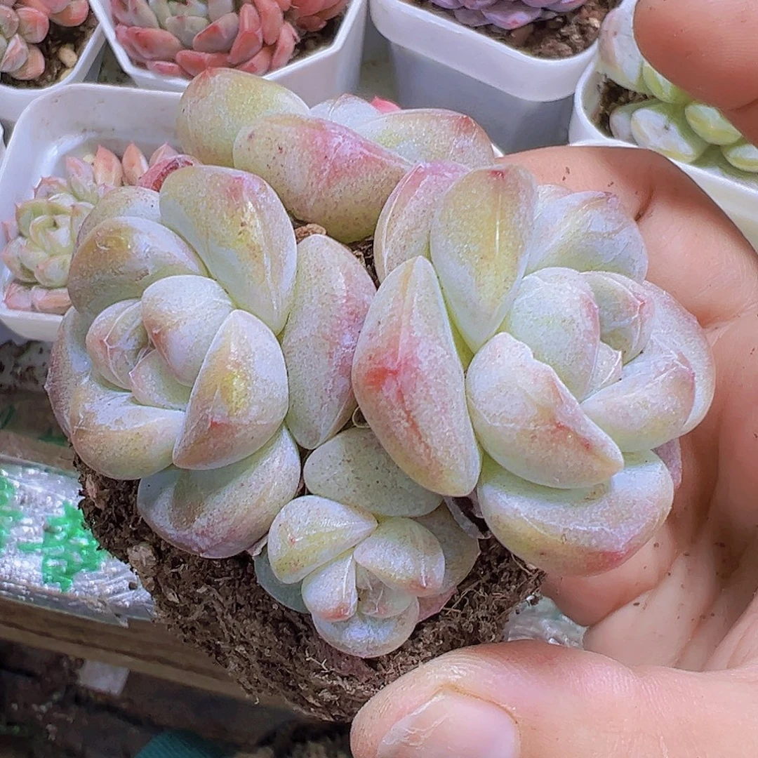 大胖子墨玉群19包邮多肉