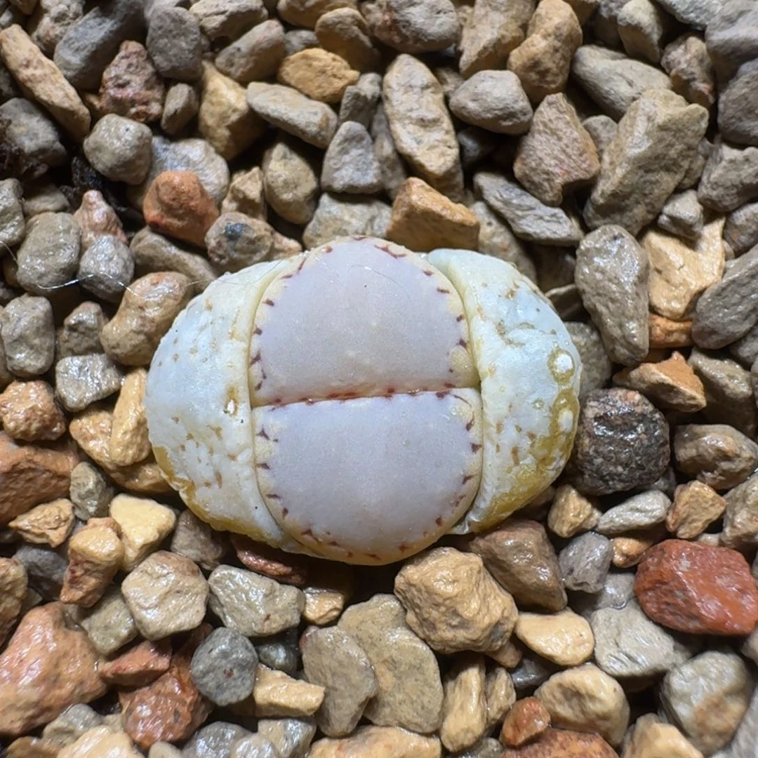 奶****❤0303-04饼干1621.6