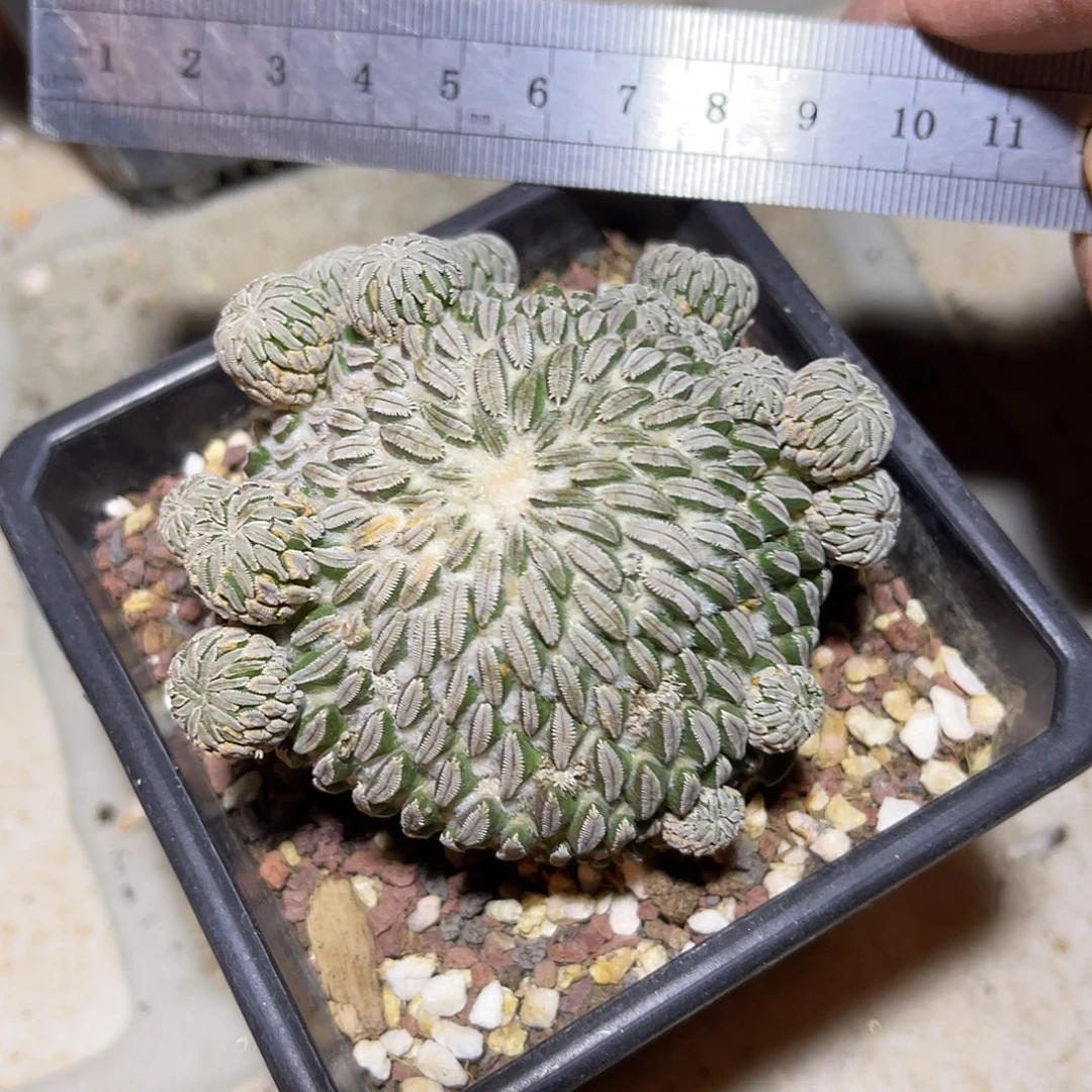 精巧丸仙人球一物一拍