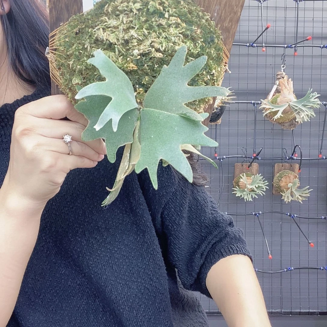 无花朵侏儒珠宝板植