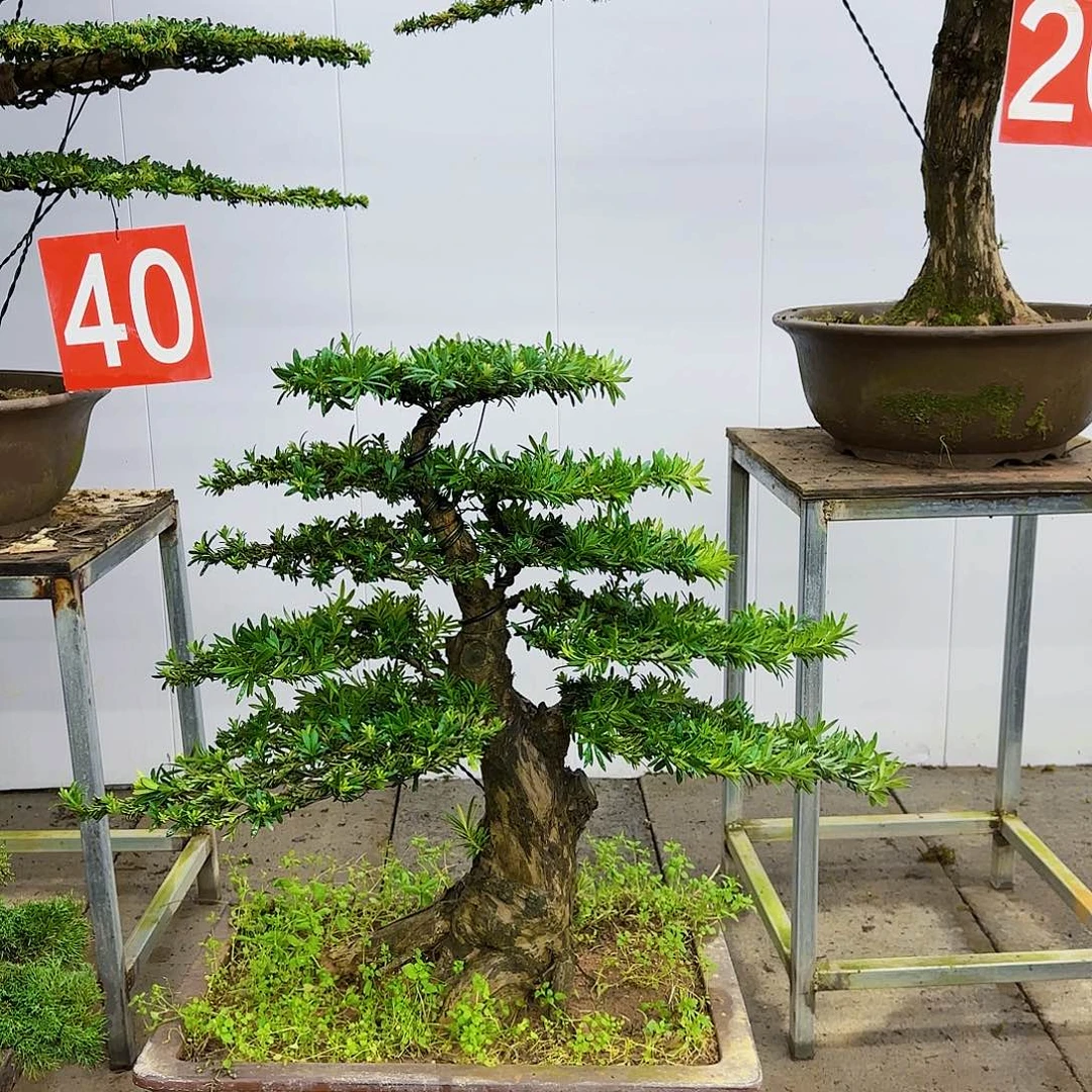 盆景直播间一物一拍