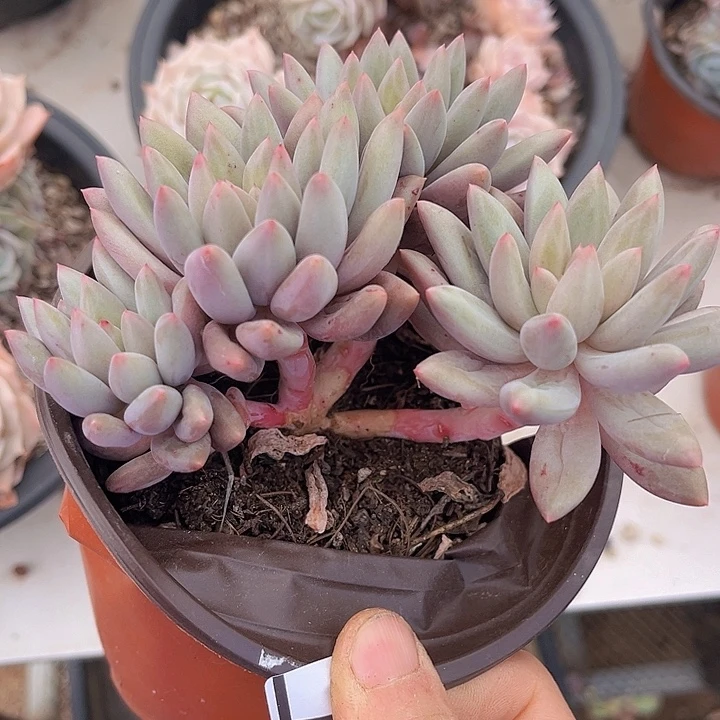 水晶球朵朵1340多肉植物