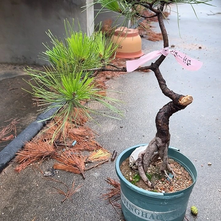 无花朵盆栽植物黄山松树