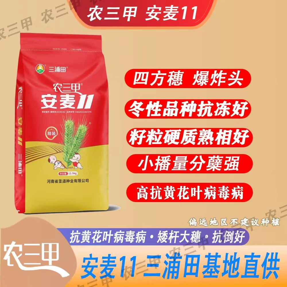 农三甲安麦11（辰科  杨）矮杆大穗 高产耐旱产量高