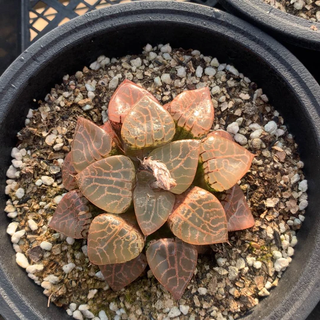 康平101一颗。   超级福利。