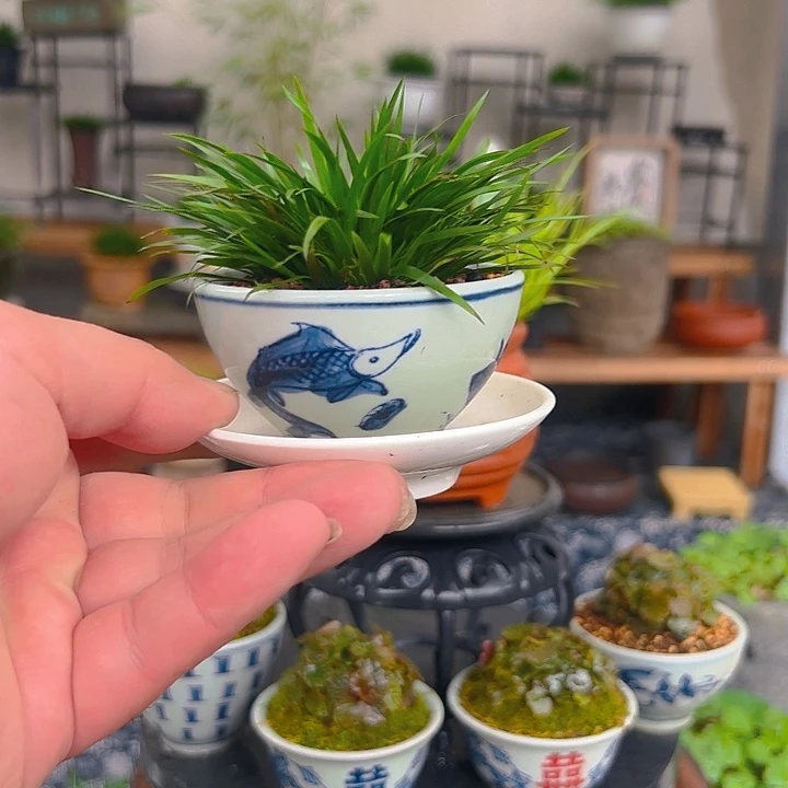 无花朵鱼戏荷金钱菖蒲