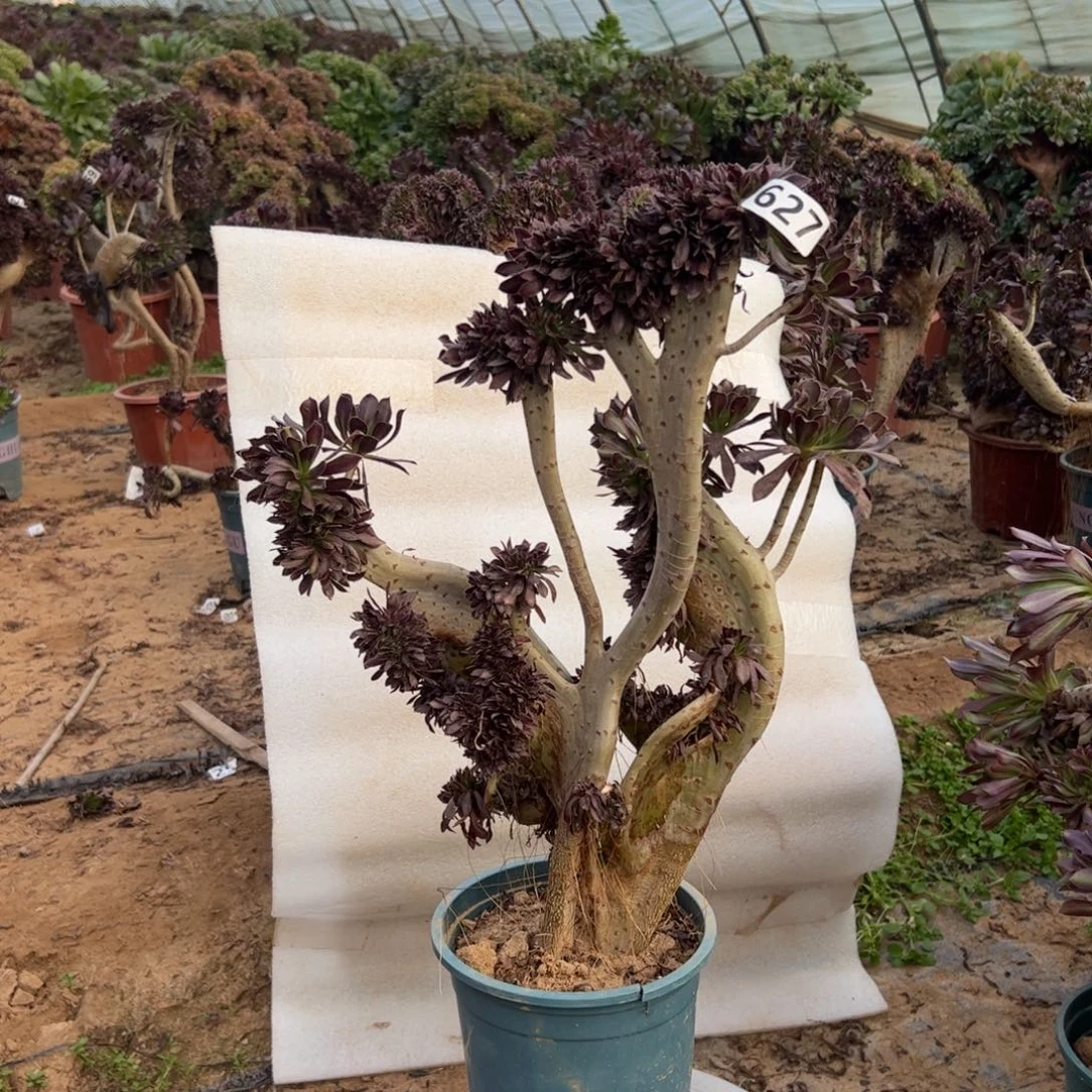 微瑕疵黑缀627高度43厘米