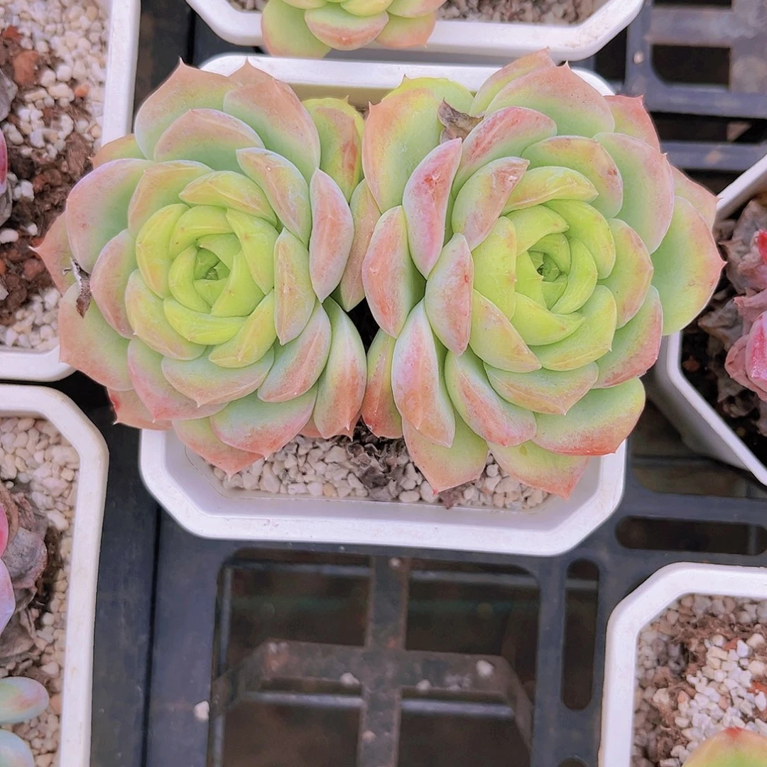 宝宝绿10.5公分9999999