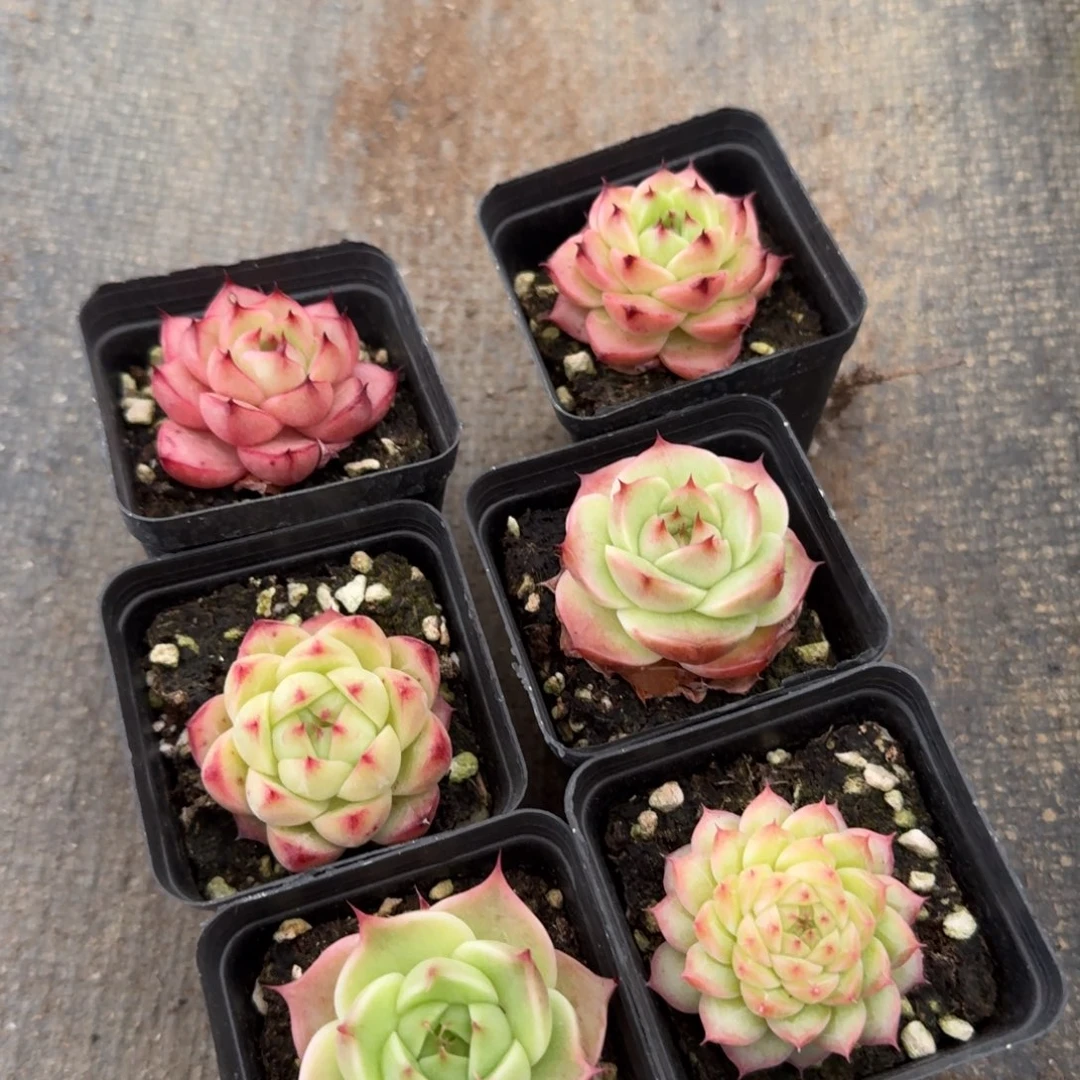 麦秆六盆量拍28-173下播福利