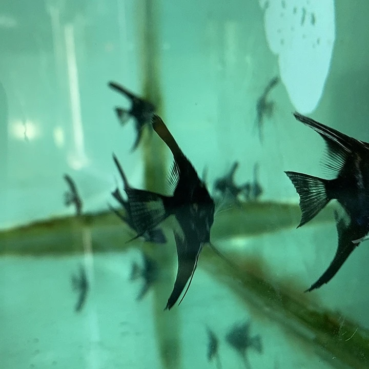 神仙鱼陨石神仙鱼5条