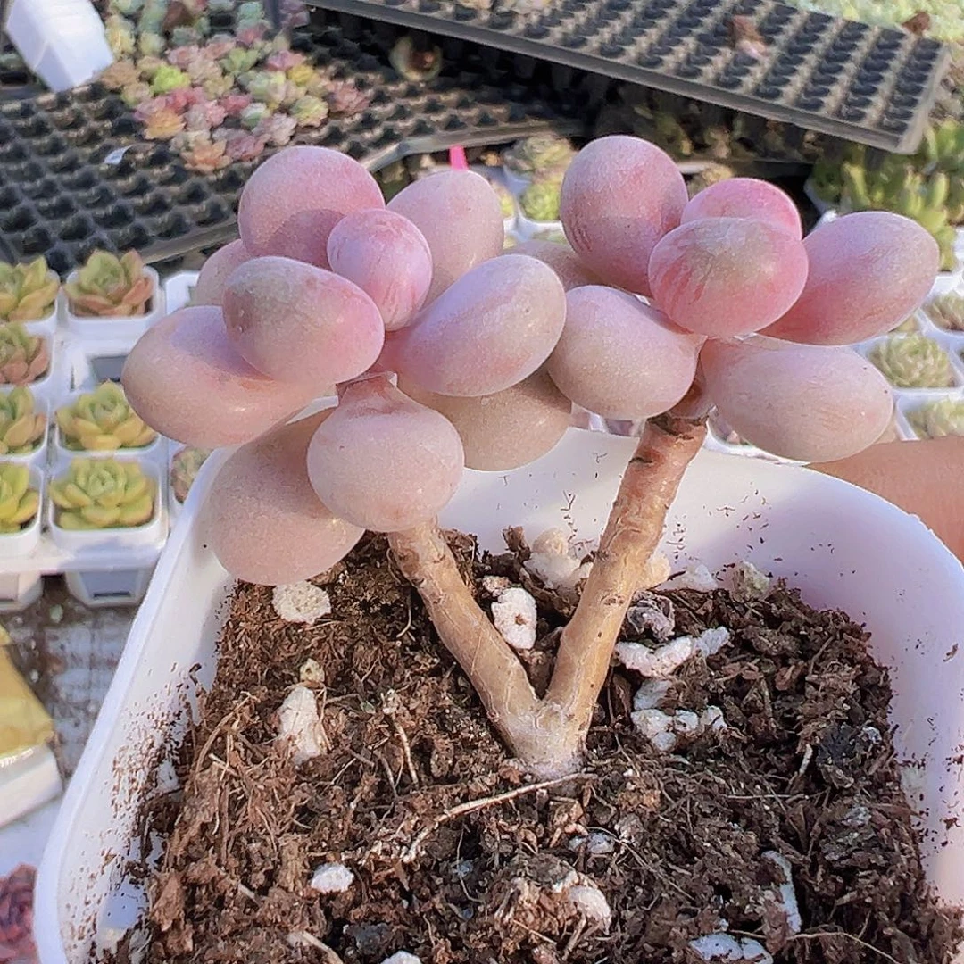 双头老桩桃蛋19包邮