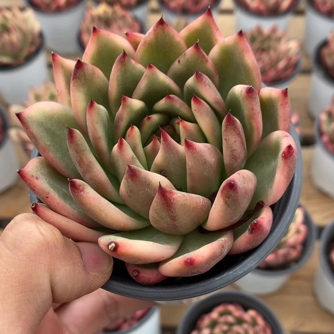 摩根锦多肉植物A3597