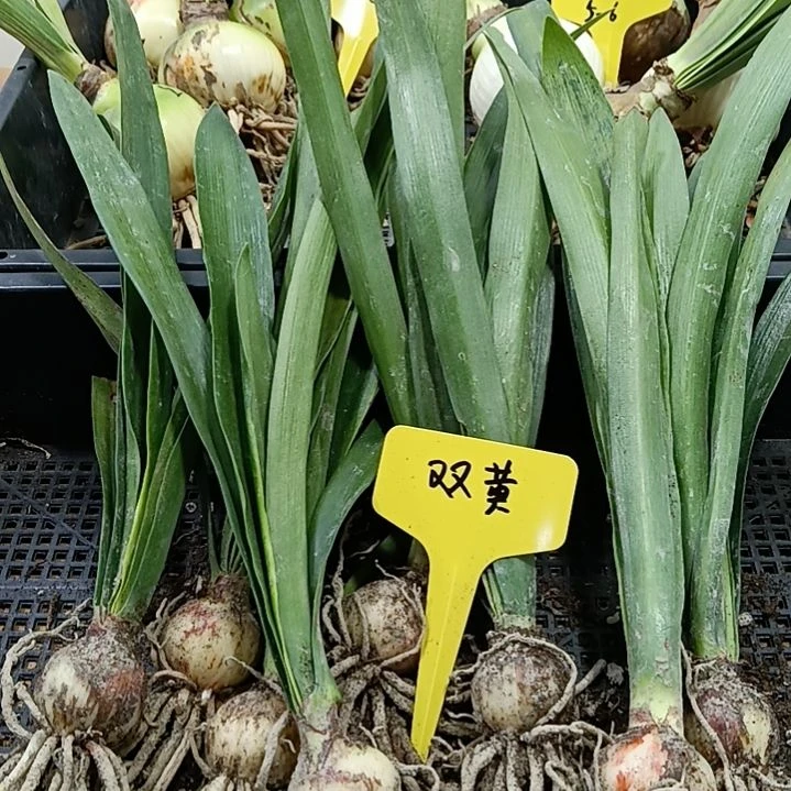 *****无花朵黄玫瑰2-3发8个