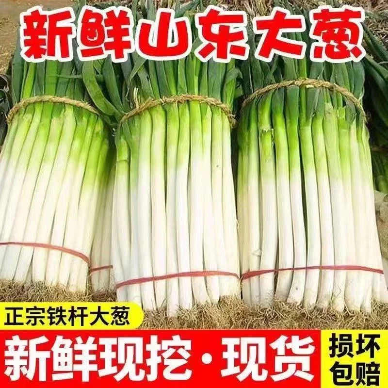 山东大葱新鲜现挖甜脆可口蔬菜蘸酱佳品新鲜香葱3/5斤S2