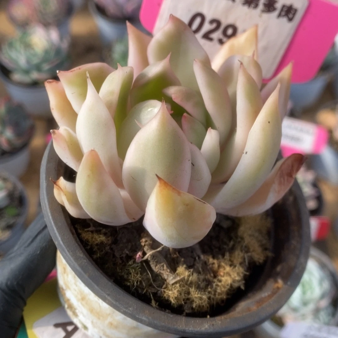 291宝莲灯锦锦锦锦锦锦