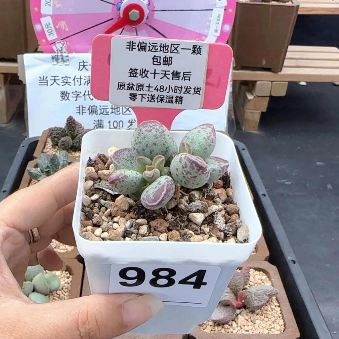 984艾薇多肉植物