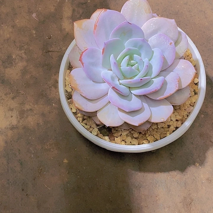 苏***S奶茶多肉植物大单