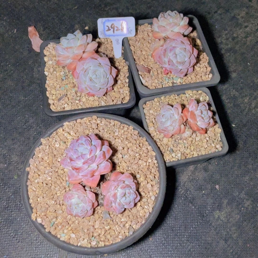 小***～2926冰雨四颗一组物流