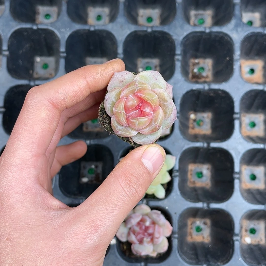 多肉一物一拍21-115