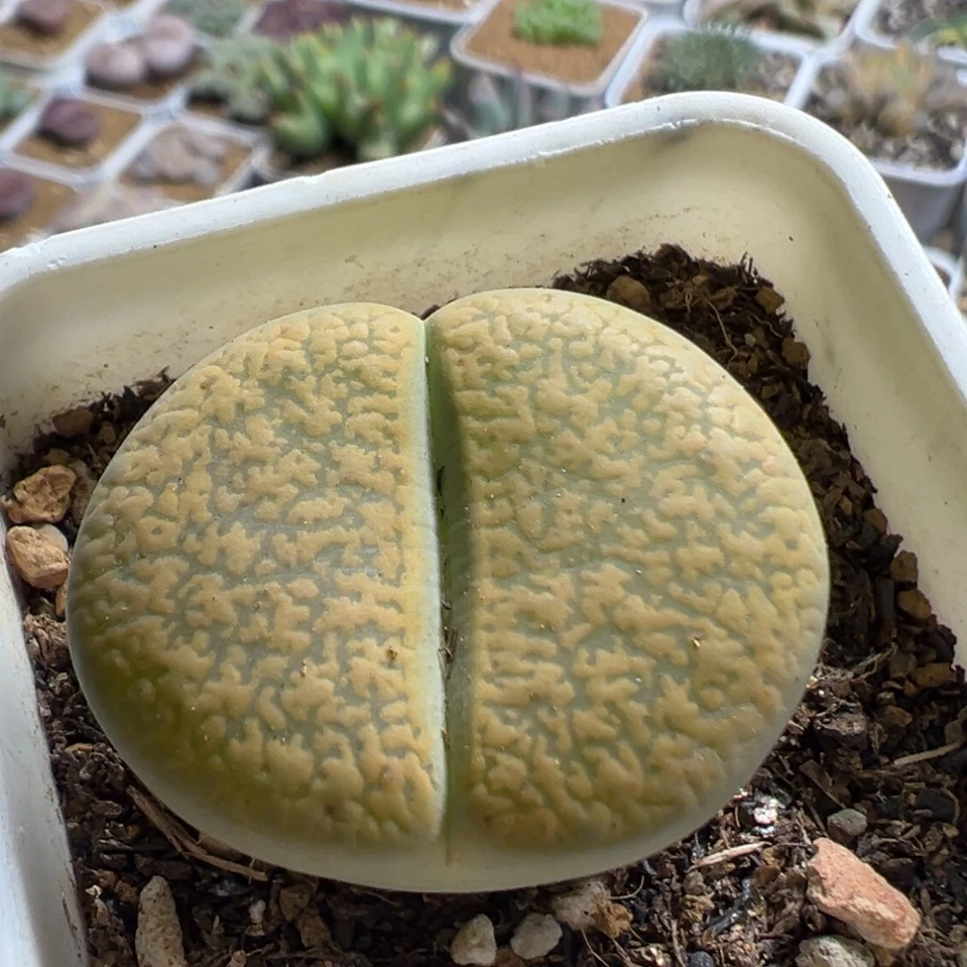 101多肉植物百科植物