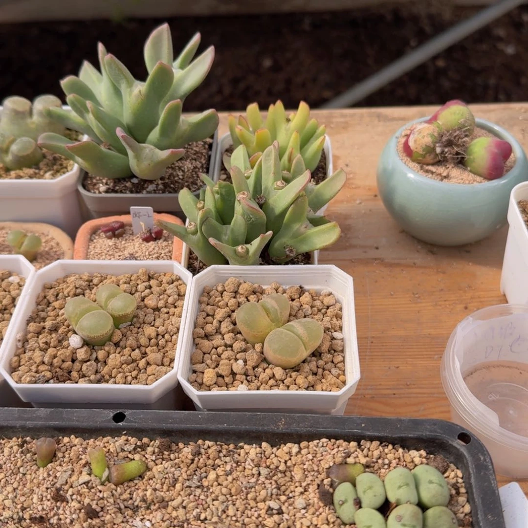 l****蔡9-171popppppppppp