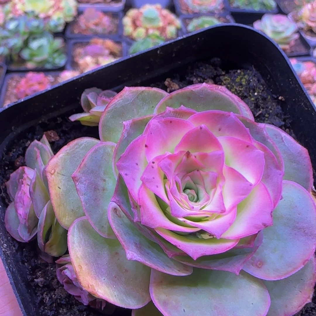 福利113424242724543767686866