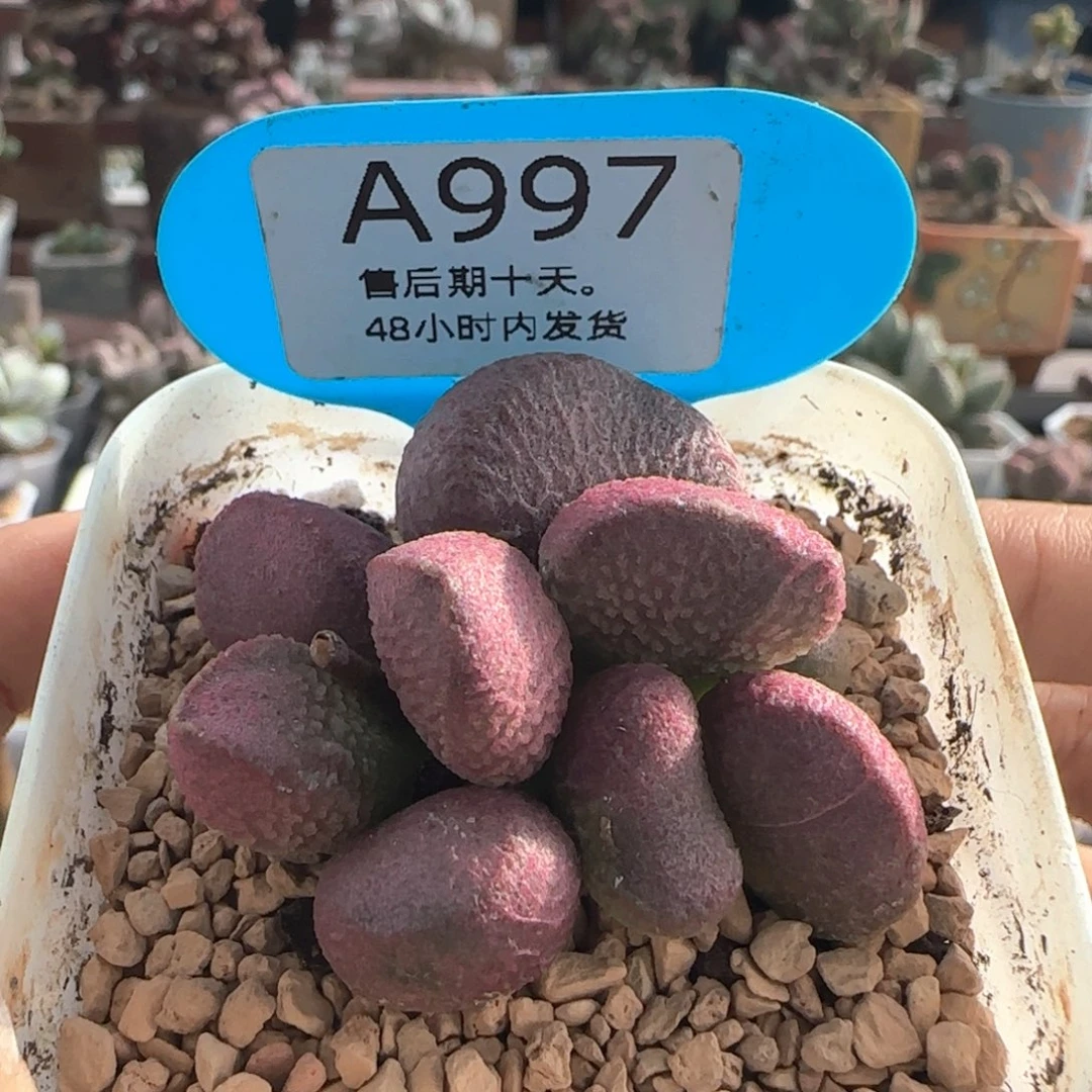 亚当。     977。