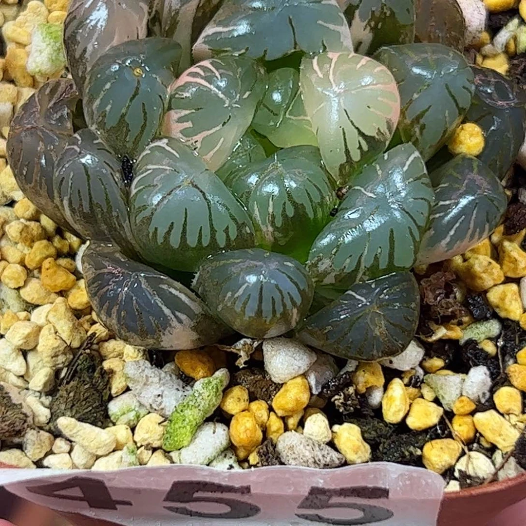 卜卜紫锦十二卷多肉
