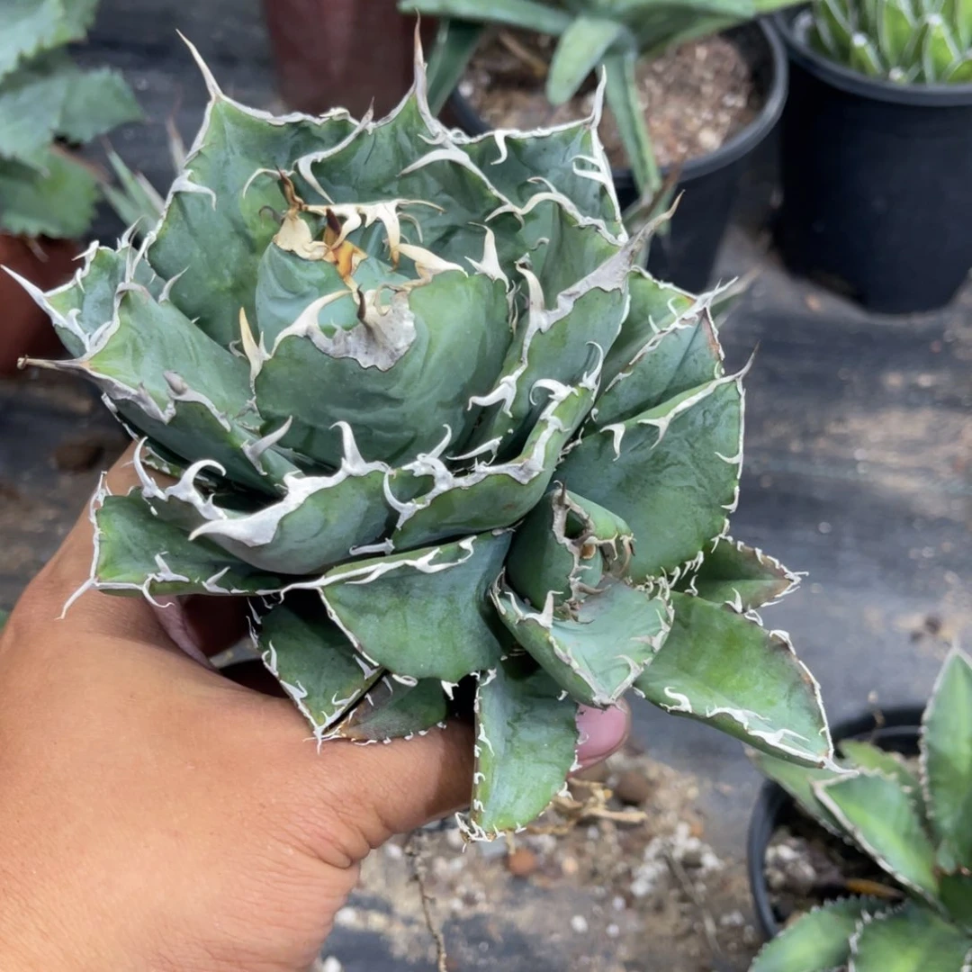 正版白鲸仁王冠带侧芽