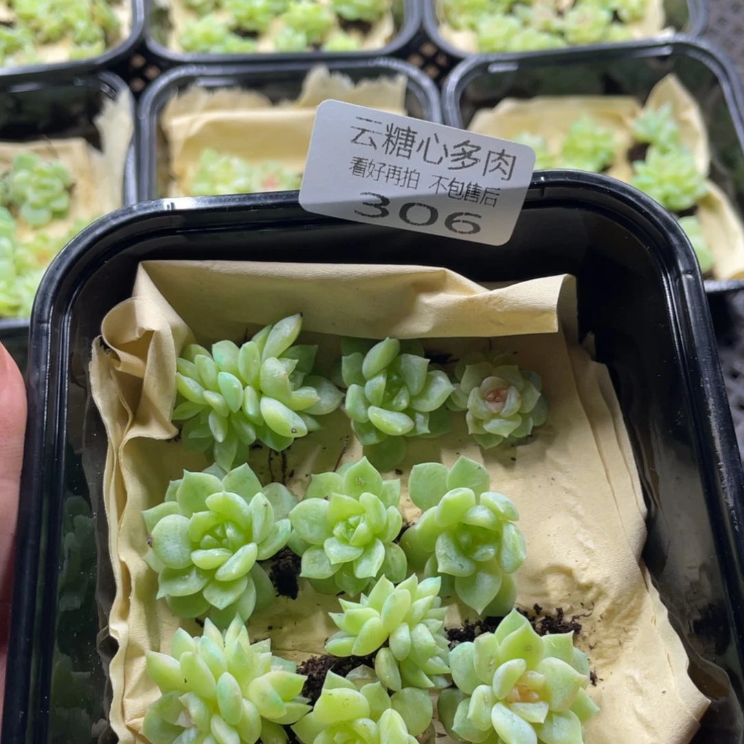 沐*云糖心多肉植物306