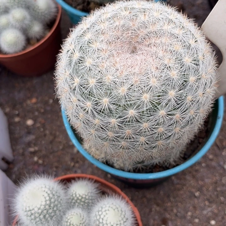 优***棒924实生满月好养皮实好活