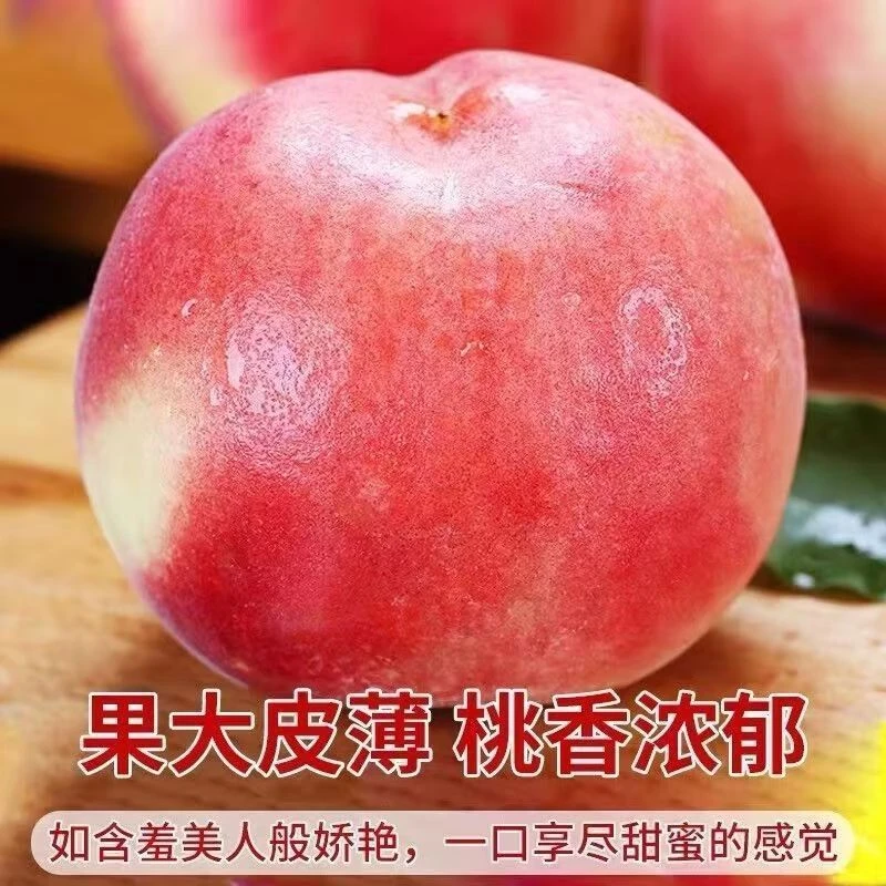 【国家地理标志农产品】北梁水蜜桃 松脆爽口 桃香浓郁 现摘速发