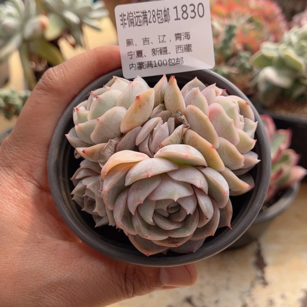 【闪购商品】1830蓝色惊喜