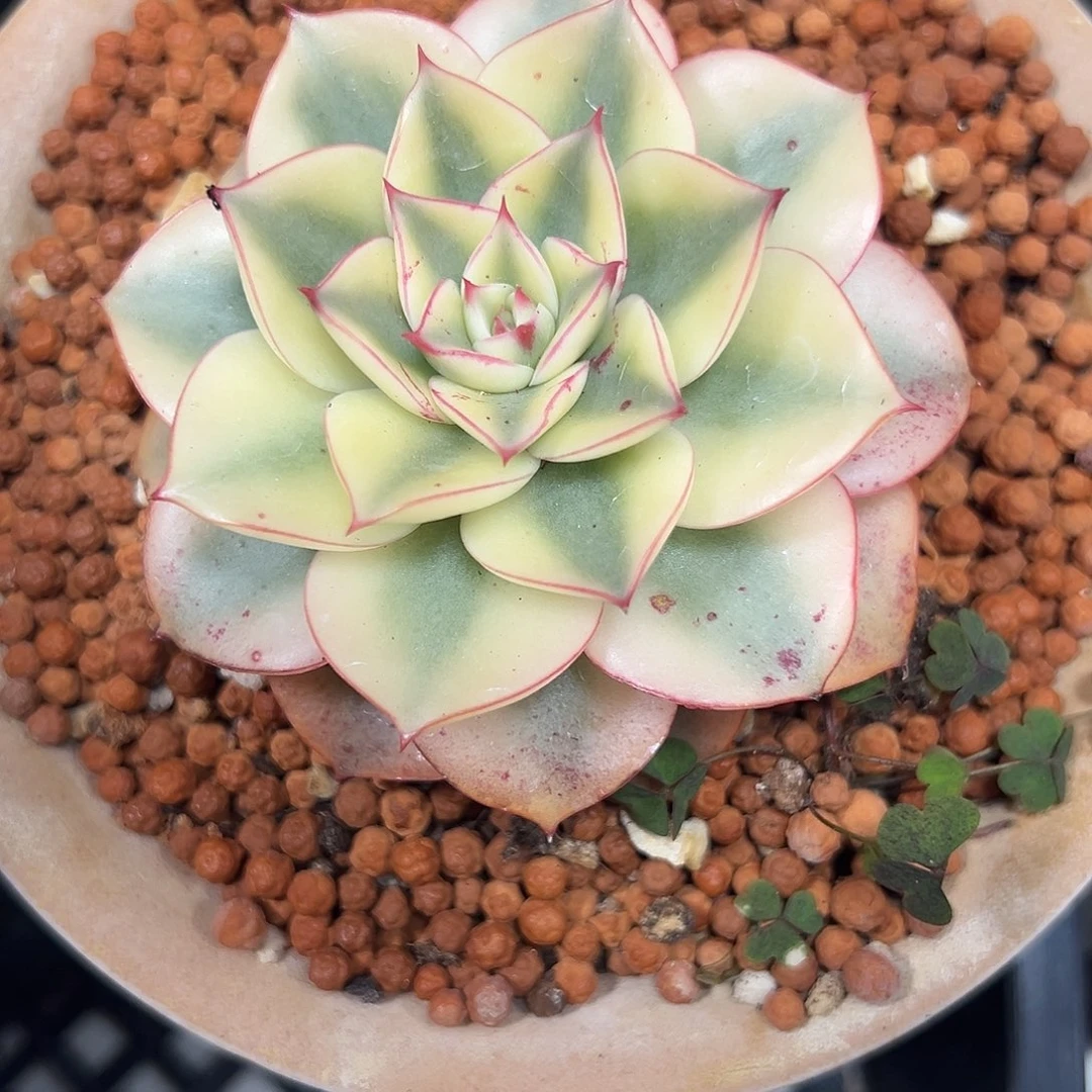 斗牛士锦多肉植物