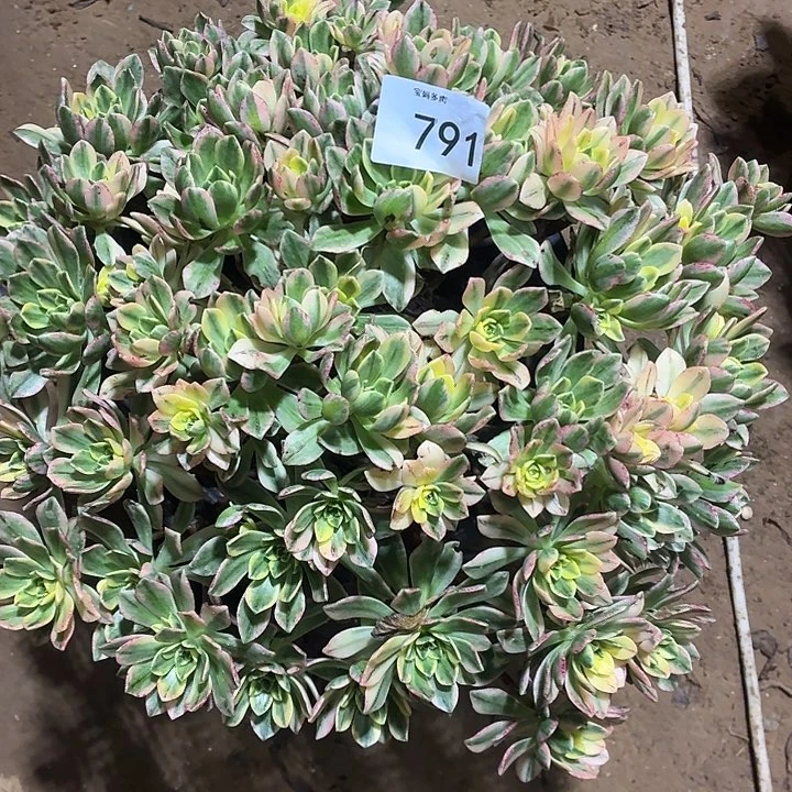 791号一物一拍大甜茶29.9