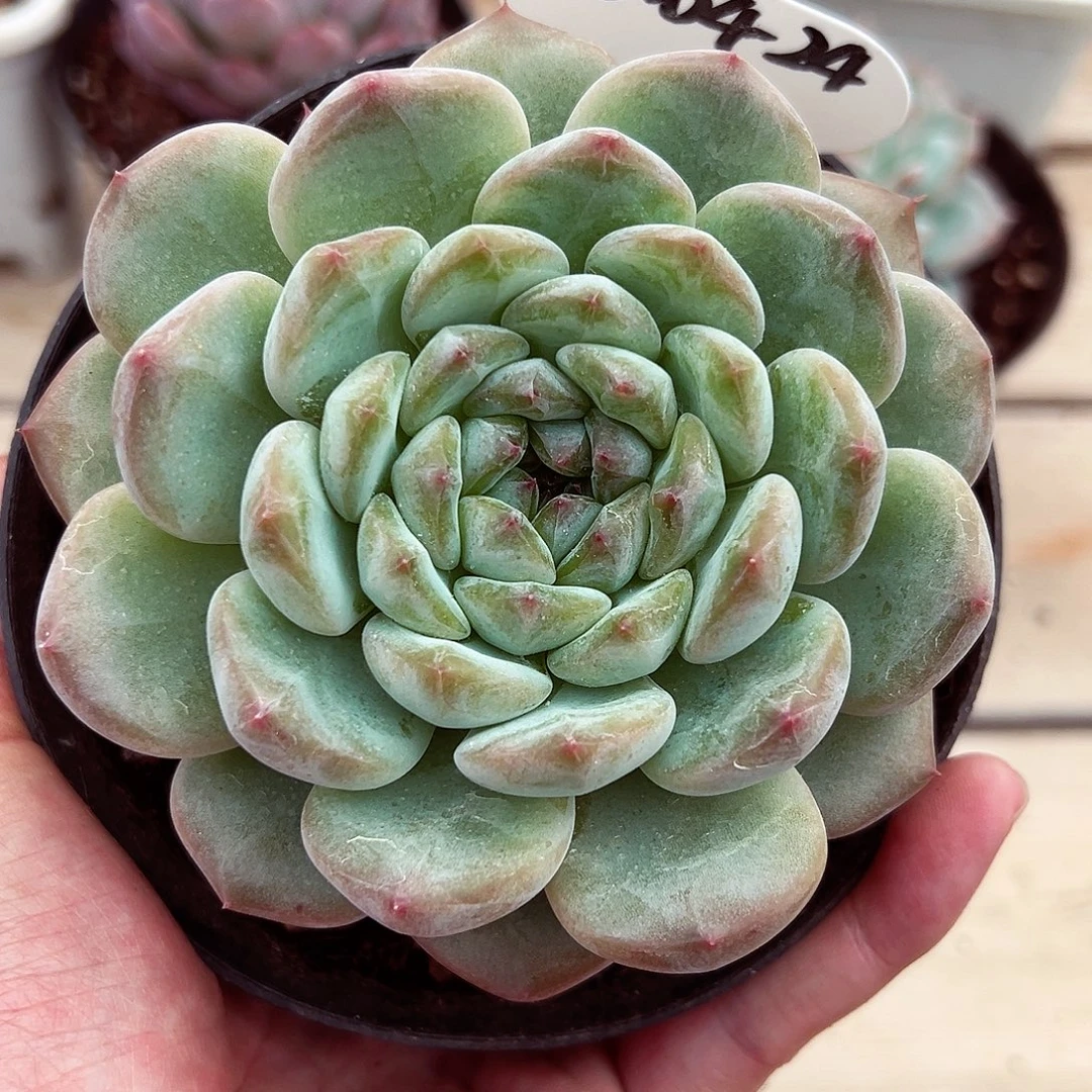 1004-24新品。。。。。。