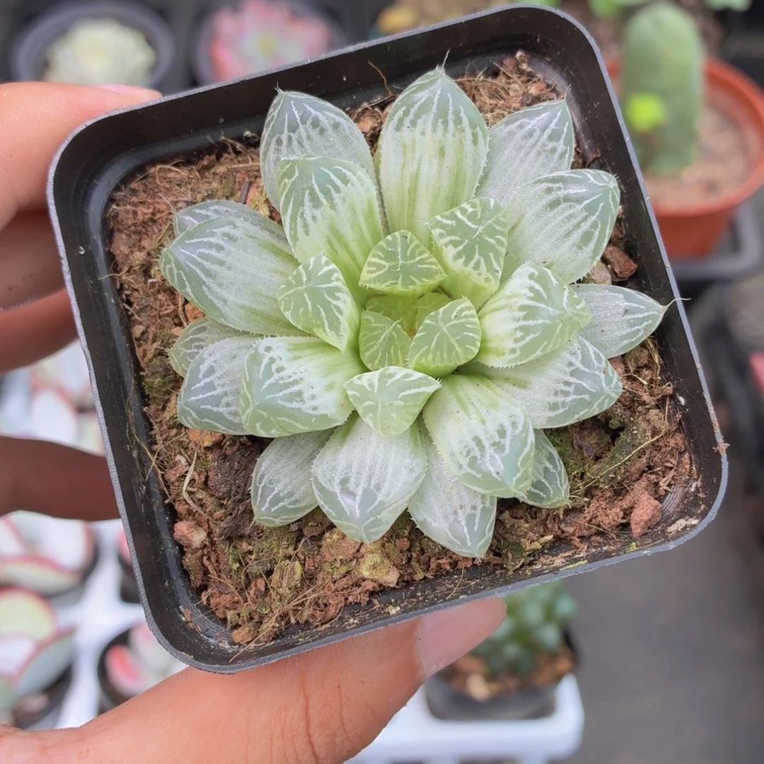 白斑玉露多肉9.9包邮发货