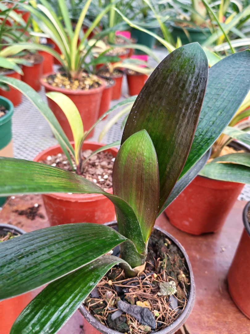 君子兰大苗10-14叶盆栽绿植室内花卉好养四季开花原盆发货