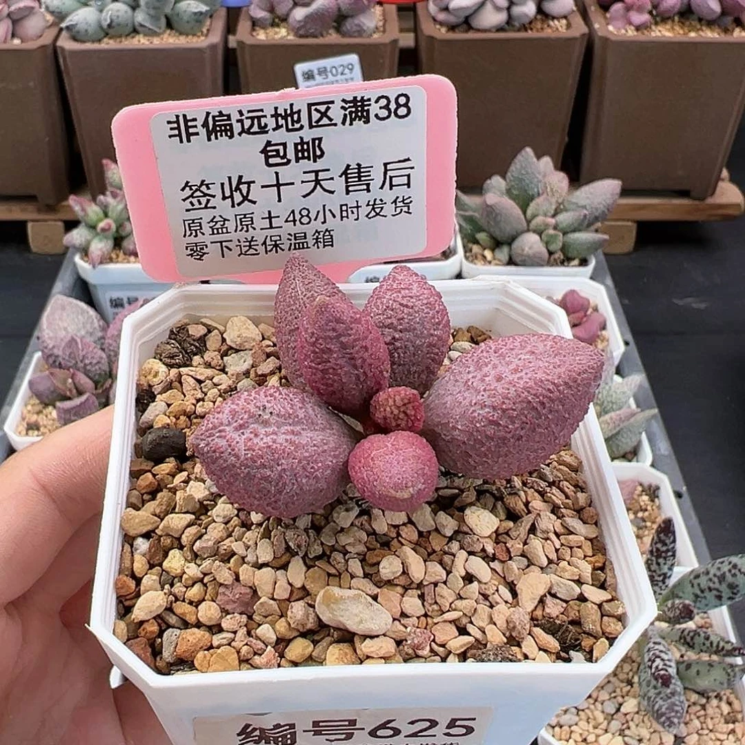 625服部多肉植物