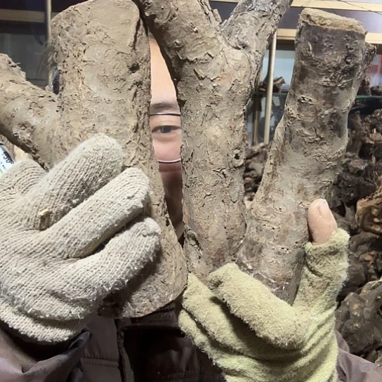 香榧木崂**林火琉璃的故事毛料摆件