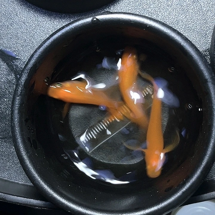海水鱼观背青鱂051