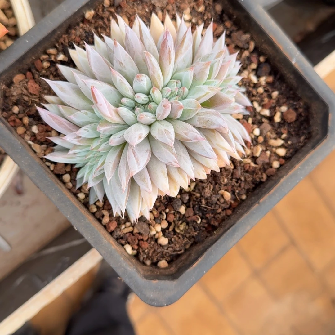 补差价的链接的肉肉