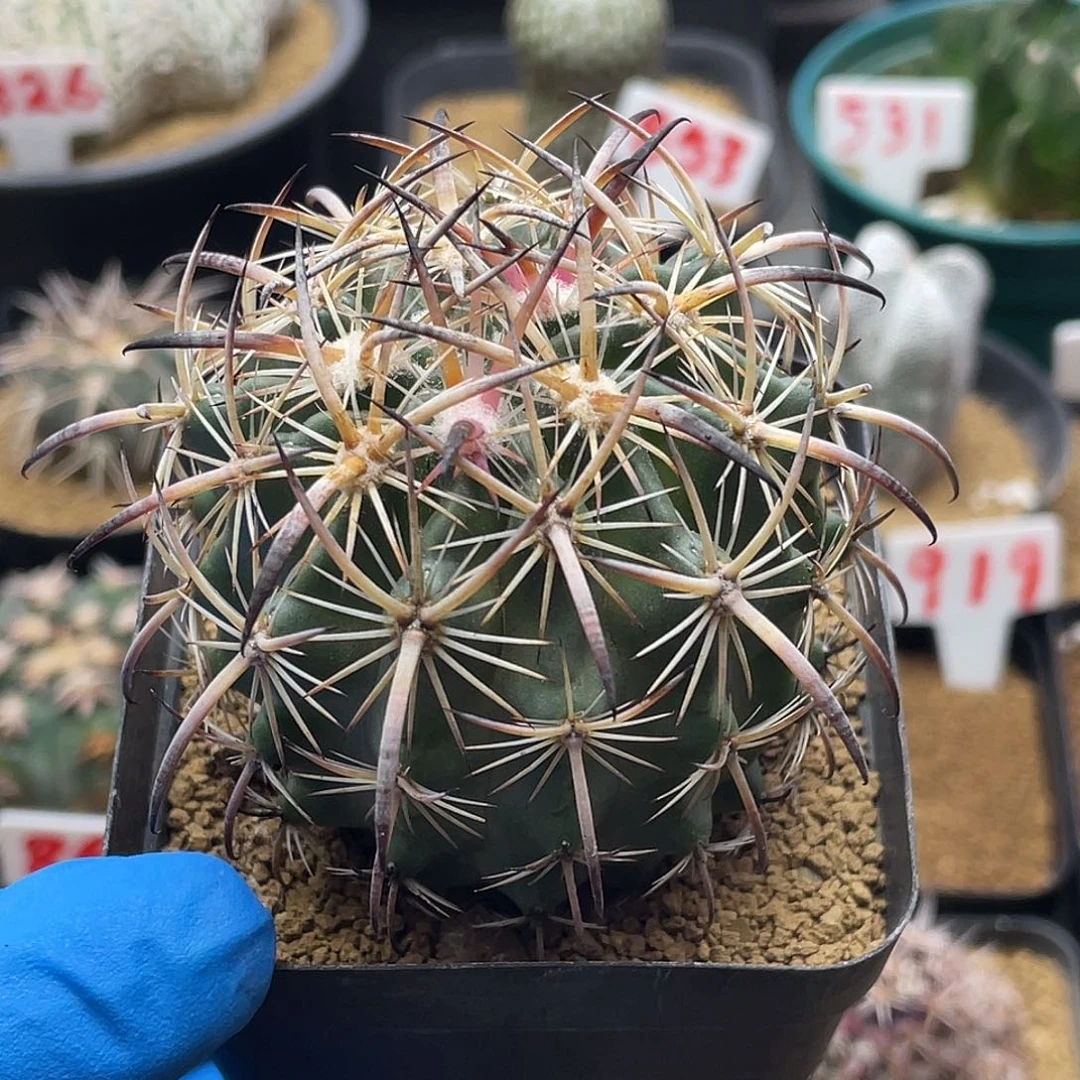 实生美刺虎爪玉仙人球