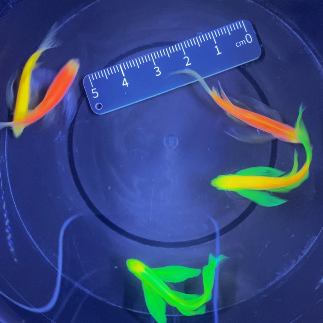 斑马鱼蝶翼斑马3.5厘米5条