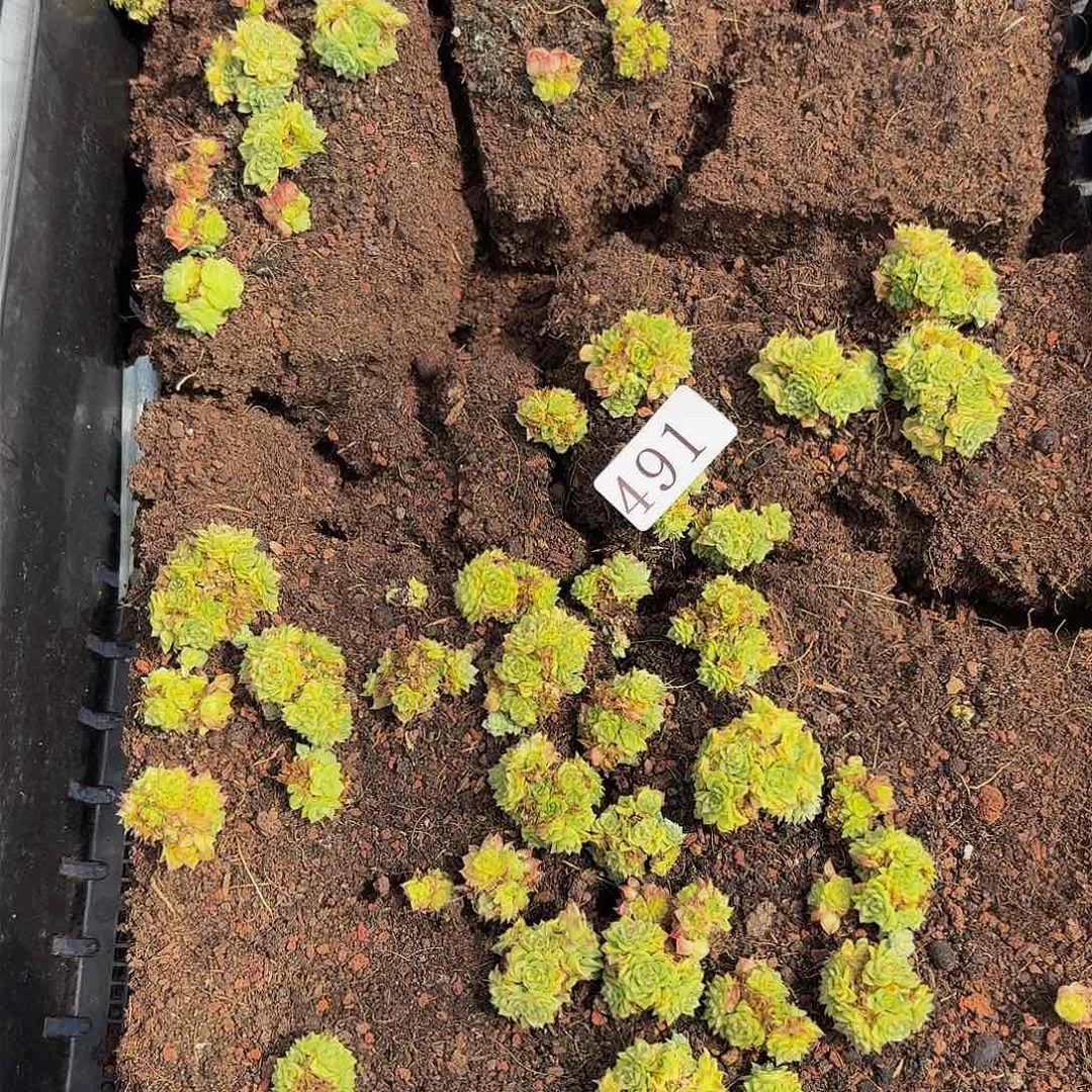 多肉植物多肉植物491